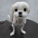 댕댕그루밍 네이버블로그