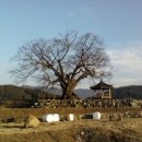 마을 보호수 이미지