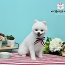 쭈 애견미용 이미지