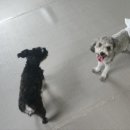 가히애견 이미지