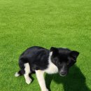 정선가축병원 이미지