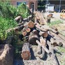 점용축사 이미지