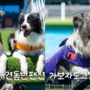 도그빌리지