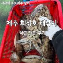 가문동스테이 | 제주 갑오징어 낚시 희성호