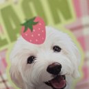 라온인쇄 | [달달라온 리뷰]강아지그림으로 남기는 추억, 모먼트테일 반려동물초상화 후기