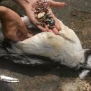 사진주의) 새끼에게 플라스틱을 먹이는 알바트로스 이미지