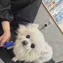 멍친 이미지