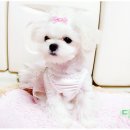 정퍼피클럽 이미지