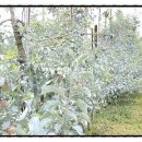 은재농원 이미지