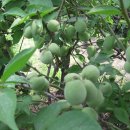 서해안농장 이미지