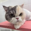 냥블링 | [경북/안동 고양이미용]성향맞춤 무마취미용 캣블링_향이