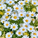 나랑노랑 이미지