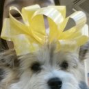 몽블리 애견카페 이미지