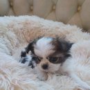 빅토리아펫 강아지고양이 잠실점 이미지