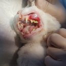 진천동물병원 이미지