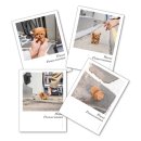 이브애견샵 이미지