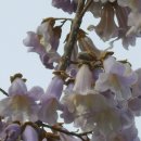 오동나무한의원 이미지