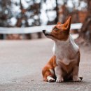 부평프라임동물병원 이미지