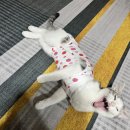 베스트 캣 | 하림펫푸드 고양이 사료 샘플 체험팩 &#34;더리얼 베스트 픽 캣&#34; 후기
