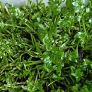 미나리광 이미지