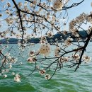 경주 벚꽃 개화시기 보문단지 주차 라한셀렉트 호텔