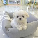 꽃강아지 네이버블로그