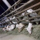 이삭목장 이미지