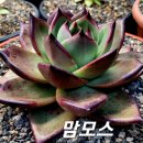 맘모스 - 양주시 평화로1597번길 41-1 | 맘모스