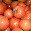 유기농 토마토 판매합니다(잠시 중단합니다) 이미지