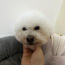 펫미팅 | 세종애견미용 보람동 '펫미팅' 에서 미용하기 🐶