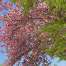 오량초등학교 이미지