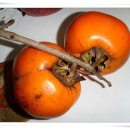 데생&수채화 이미지