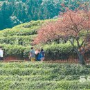 보성녹차닷컴 이미지