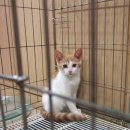 서울 마포구/ 동물병원에서 보호중인 아기 고양이들 4마리 , 유기묘 1마리 /가족 찾습니다~~~ 이미지