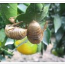 새들농장 이미지