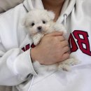 막둥이애견