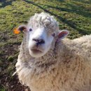 양은목장 이미지