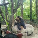에버월드 멀티게임방 | [용인 에버랜드 후기🎡] Q-Pass로 즐긴 로스트밸리·사파리·판다월드 &amp; 할로윈 퍼레이드✨