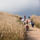황매산 억새축제 이미지