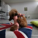 사단법인 한국동물구조관리협회 이미지