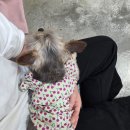 [공지] [행복한 유기견 세상] 봉사 다녀온 후기 / 멍푸치노 먹이다 🐶