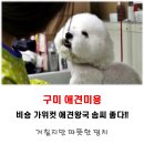 가위왕국 이미지
