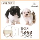 엔케어동물건강증진센터 네이버블로그