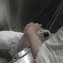 [한달강좌 2차][외부][야간]천연비누 | 강아지가 긁는이유 가려움증 원인 해결 꿀팁