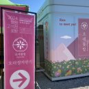 [강원도/철원] 고석정꽃밭 강원도드라이브 당일치기 여행 추천