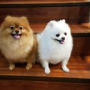 까까 주시개 이미지