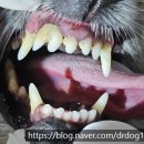 해운대조은동물병원 | 스켈링,치아파절-해운대조은동물병원