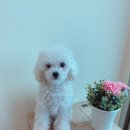 강아지는 미용빨 이미지