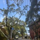 아소산 | 구마모토 여행 [아소산,타카치호협곡 투어] 후기 (2월 13일 기준 화산 분화구는 못보고왔습니다)