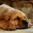 장원사슴농장 이미지